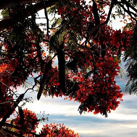 Casa Tavio 3 Lägenhet Arona (Tenerife)